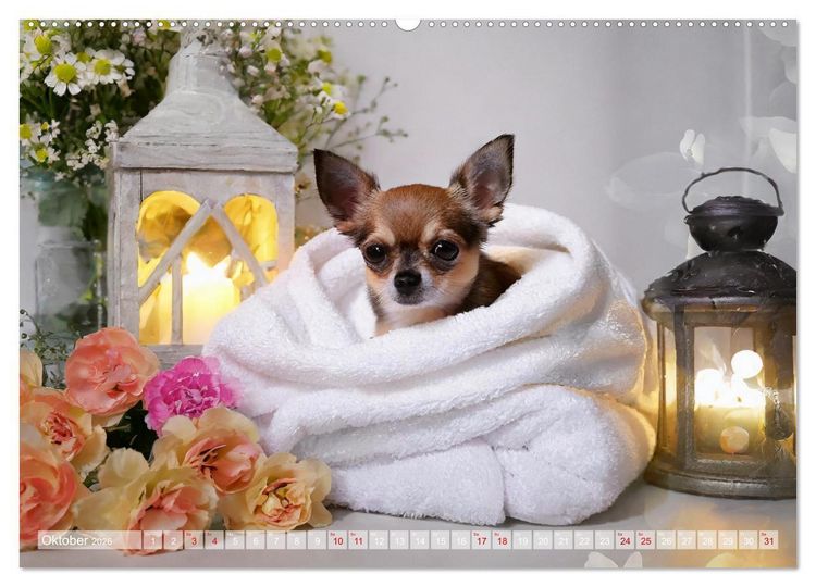 Produktbild: Chillige Chihuahuas - Entspannte Fellnasen genie&szlig;en das Leben (Wandkalender 2026 DIN A2 quer), CALVENDO Monatskalender