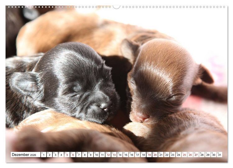 Produktbild: Bolonka Babykalender 2026 (Wandkalender 2026 DIN A2 quer), CALVENDO Monatskalender