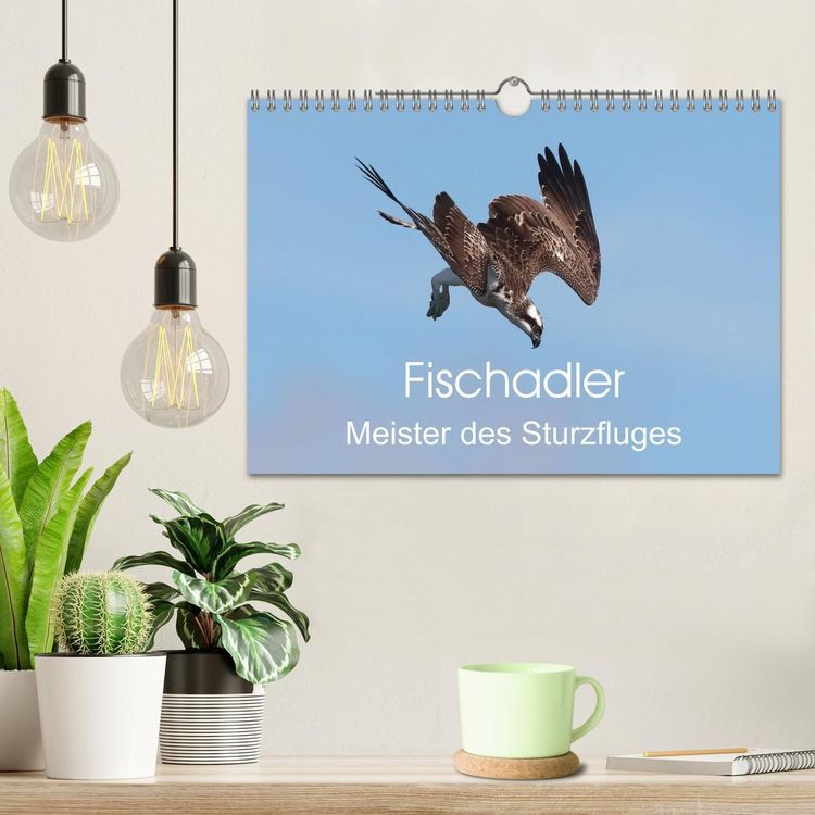 Produktbild: Fischadler - Meister des Sturzfluges (Wandkalender 2026 DIN A4 quer), CALVENDO Monatskalender