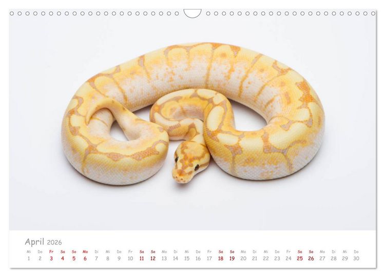 Produktbild: K&ouml;nigspythons - bunte Schlangen (Wandkalender 2026 DIN A3 quer), CALVENDO Monatskalender