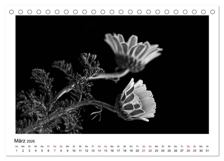 Produktbild: Die grafische Sch&ouml;nheit der Pflanzen &ndash; Schwarz-Wei&szlig; (Tischkalender 2026 DIN A5 quer), CALVENDO Monatskalender