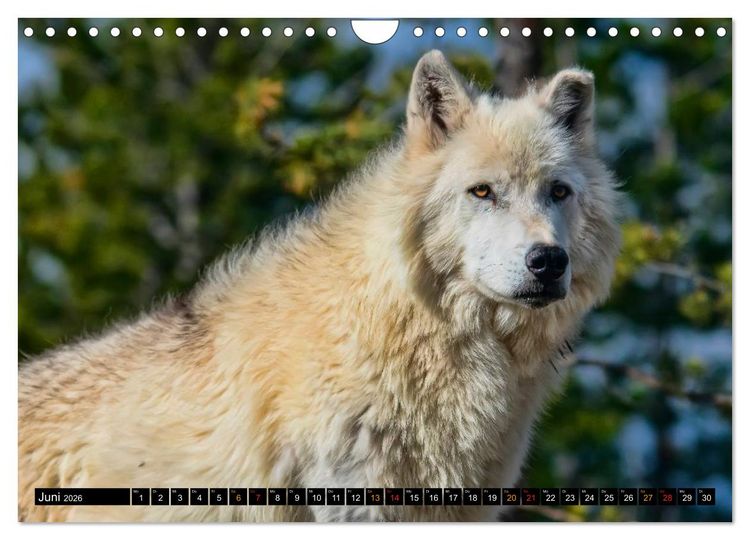 Produktbild: W&ouml;lfe - sie sind wieder da (Wandkalender 2026 DIN A4 quer), CALVENDO Monatskalender