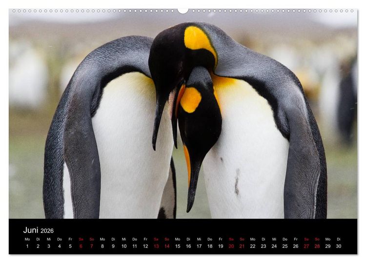 Produktbild: Pinguine - sympathische Fracktr&auml;ger im eisigen S&uuml;den (Wandkalender 2026 DIN A2 quer), CALVENDO Monatskalender