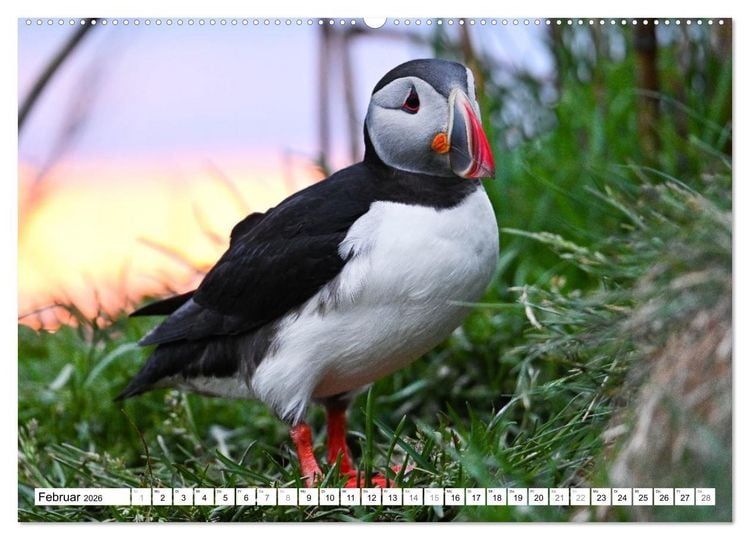 Produktbild: Islands Papageientaucher (hochwertiger Premium Wandkalender 2026 DIN A2 quer), Kunstdruck in Hochglanz