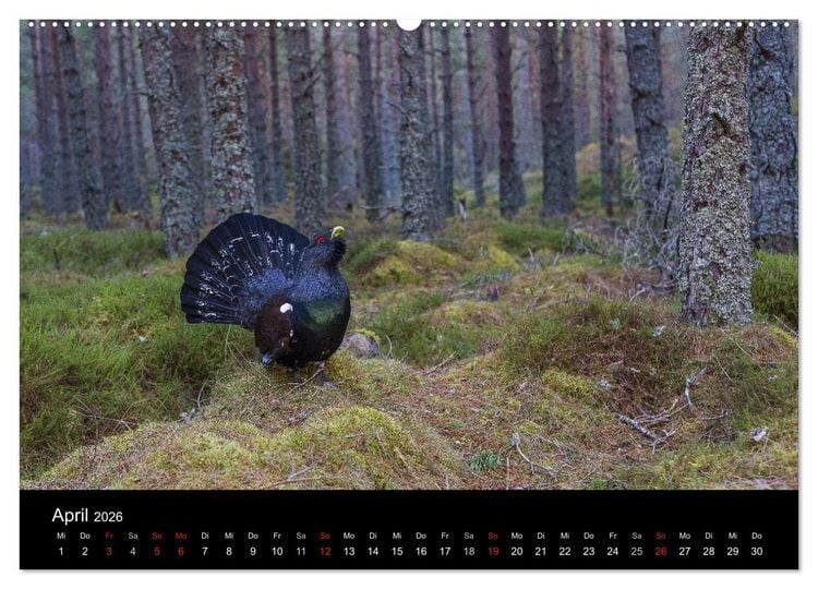 Produktbild: V&ouml;gel & Landschaften (Wandkalender 2026 DIN A2 quer), CALVENDO Monatskalender