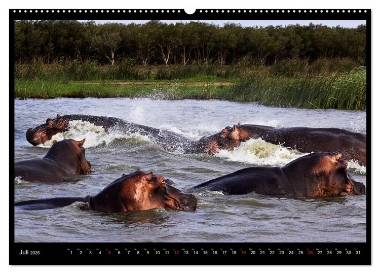 Produktbild: S&Uuml;DAFRIKA Augenblicke (Wandkalender 2026 DIN A2 quer), CALVENDO Monatskalender