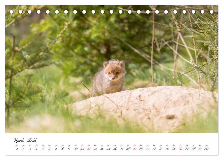 Produktbild: Fuchs entdeckt - im Naturparadies der Mecklenburgischen Seenplatte (Tischkalender 2026 DIN A5 quer), CALVENDO Monatskalender