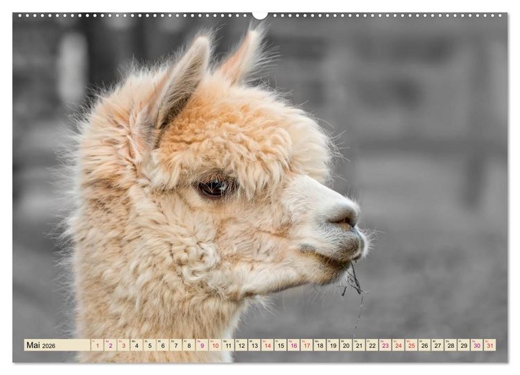 Produktbild: Alpaka Gesichter (Wandkalender 2026 DIN A2 quer), CALVENDO Monatskalender