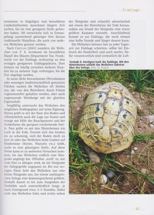 Produktbild: Griechische Landschildkr&ouml;ten