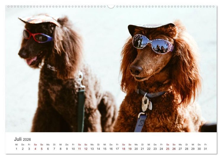 Produktbild: Pudel - Die flauschigen Lockenk&ouml;pfe. (Wandkalender 2026 DIN A2 quer), CALVENDO Monatskalender