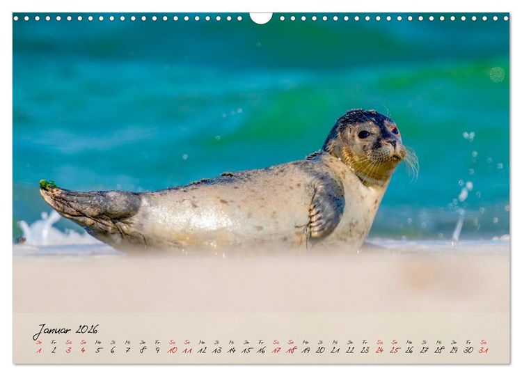 Produktbild: Brut- und Setzzeit. Neues Leben entsteht. (Wandkalender 2026 DIN A3 quer), CALVENDO Monatskalender