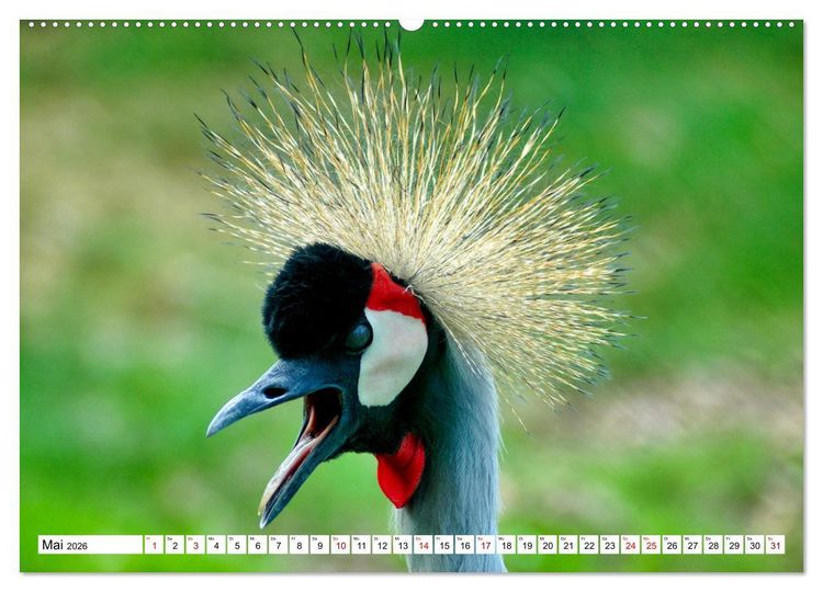 Produktbild: Bunte Vielfalt in der Vogelwelt (Wandkalender 2026 DIN A2 quer), CALVENDO Monatskalender