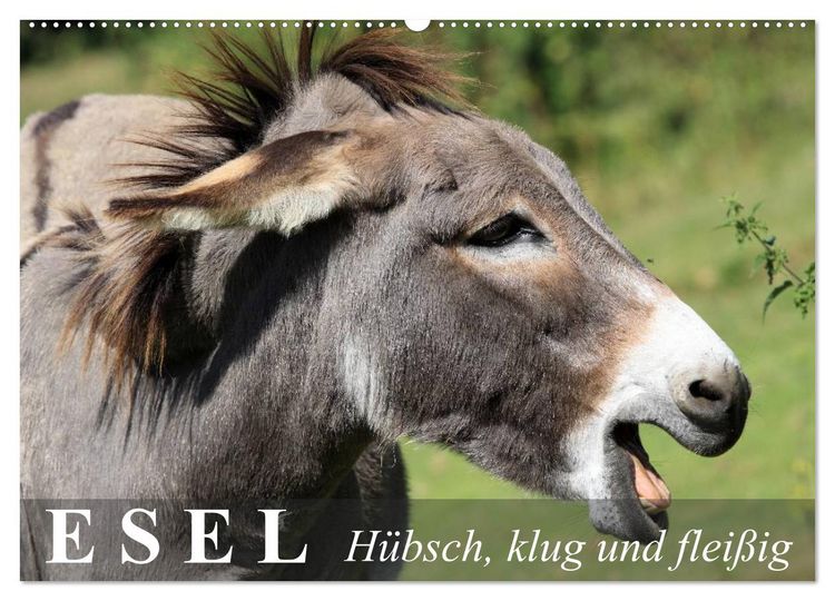 Produktbild: Esel - h&uuml;bsch, klug und flei&szlig;ig (Wandkalender 2026 DIN A2 quer), CALVENDO Monatskalender
