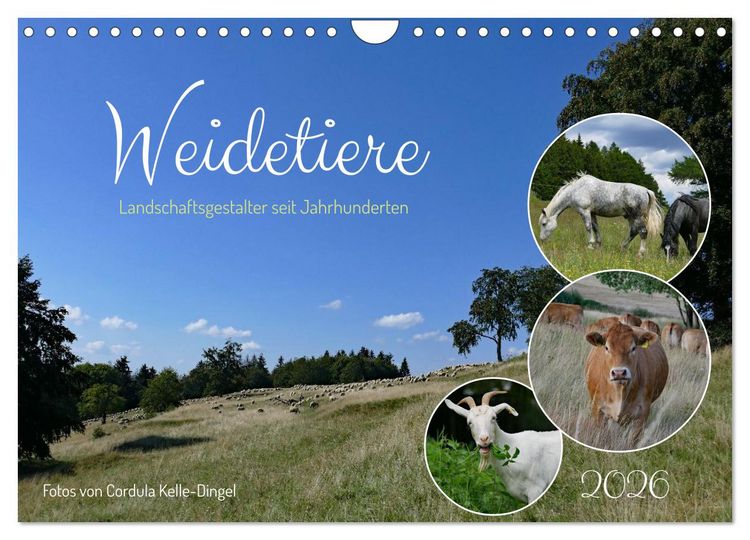 Produktbild: Weidetiere - Landschaftsgestalter seit Jahrhunderten (Wandkalender 2026 DIN A4 quer), CALVENDO Monatskalender