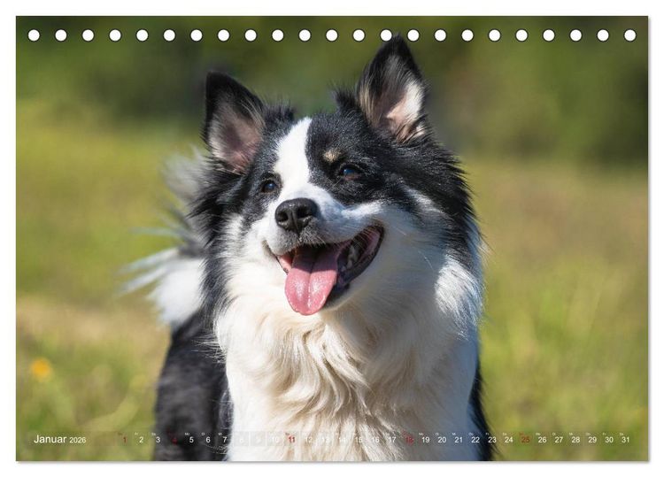 Produktbild: Islandhunde im Portrait (Tischkalender 2026 DIN A5 quer), CALVENDO Monatskalender