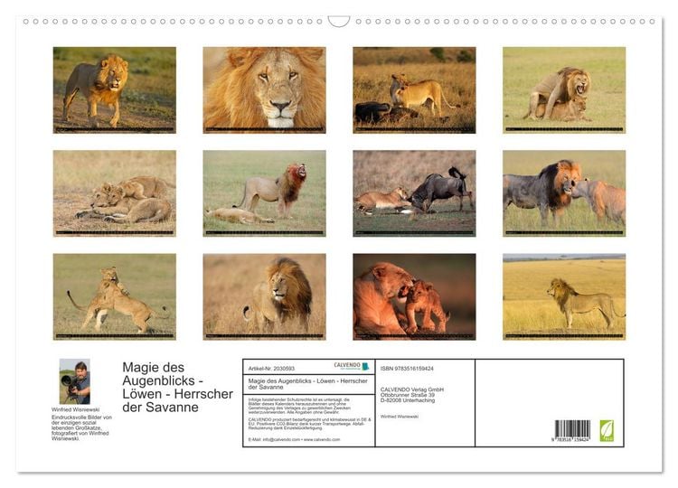 Produktbild: Magie des Augenblicks - L&ouml;wen - Herrscher der Savanne (Wandkalender 2026 DIN A2 quer), CALVENDO Monatskalender