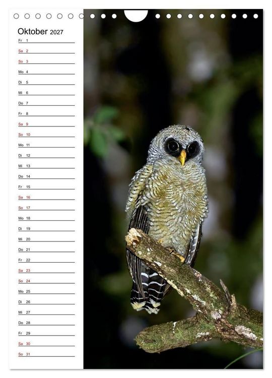 Produktbild: Costa Rica - Magische Tiere des Regenwaldes (Wandkalender 2027 DIN A4 hoch), CALVENDO Monatskalender