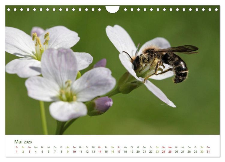 Produktbild: Wildbienen im Garten (Wandkalender 2026 DIN A4 quer), CALVENDO Monatskalender