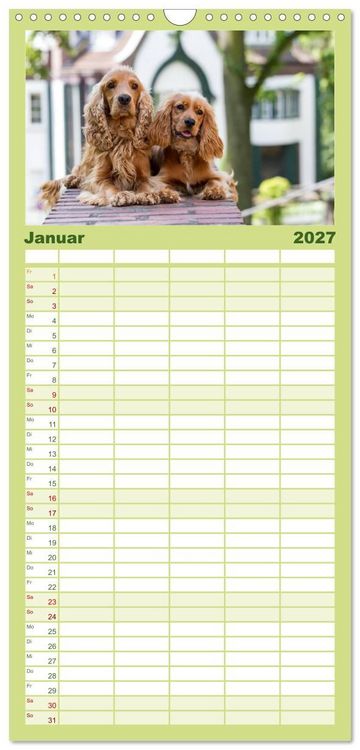 Produktbild: Familienplaner 2027 - English Cocker Spaniel - Fr&ouml;hliche Gesellen mit 5 Spalten (Wandkalender, 21 x 45 cm) CALVENDO