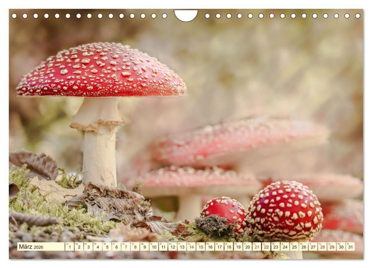 Produktbild: Die Welt der Fliegenpilze (Wandkalender 2026 DIN A4 quer), CALVENDO Monatskalender