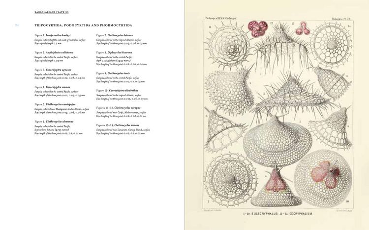 Produktbild: Art Forms from the Abyss