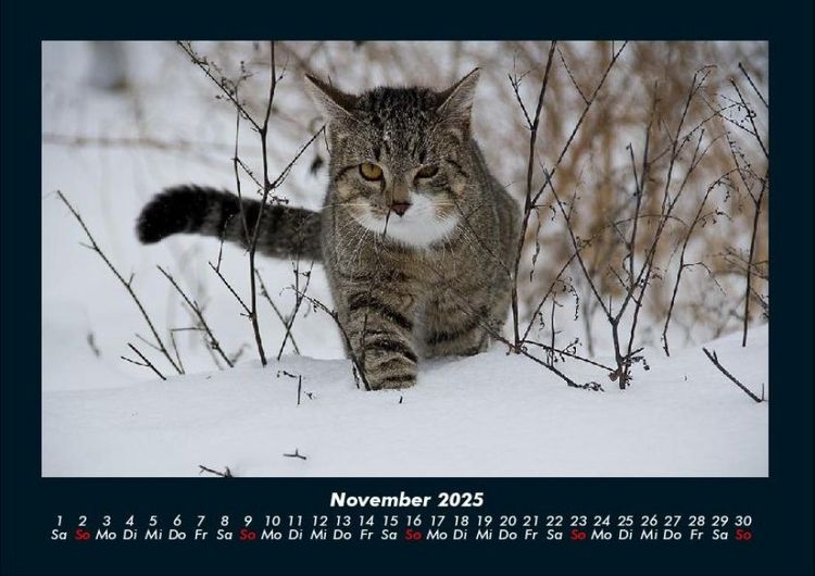 Produktbild: F&uuml;r Katzenfreunde 2025 Fotokalender DIN A4