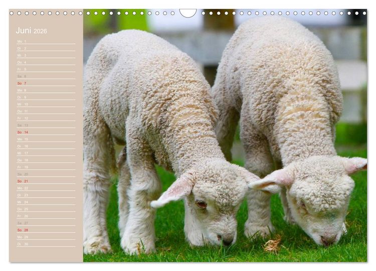 Produktbild: Schafe / Geburtstagskalender (Wandkalender 2026 DIN A3 quer), CALVENDO Monatskalender
