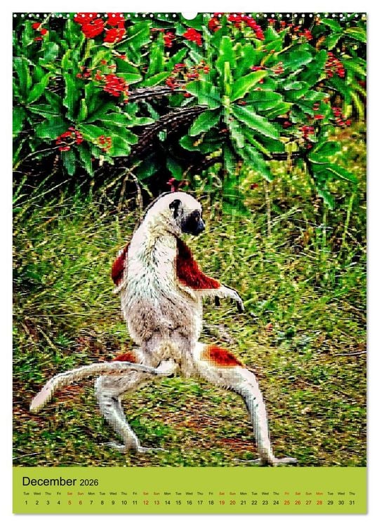 Produktbild: Adorable lemurs (High Quality Premium Wall Calendar 2026 DIN A2 portrait),CALVENDO 12 Month Wall Calendar