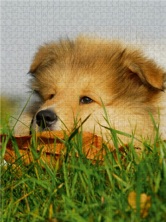 Produktbild: CALVENDO Puzzle Collie Welpe 1000 Teile Lege-Gr&ouml;&szlig;e 48 x 64 cm Foto-Puzzle Bild von Sigrid Starick