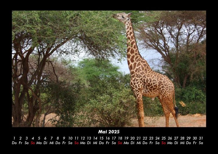 Produktbild: Giraffen 2025 Fotokalender DIN A3