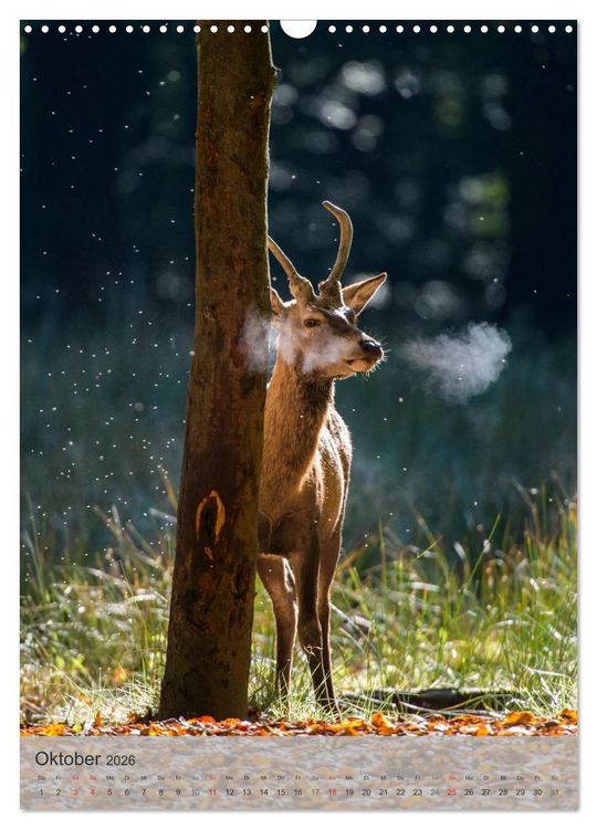 Produktbild: Emotionale Momente: Hirschbrunft (Wandkalender 2026 DIN A3 hoch), CALVENDO Monatskalender