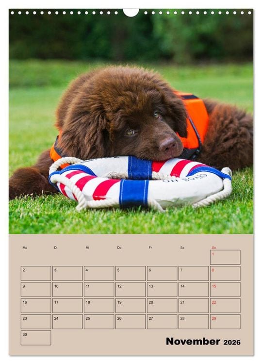 Produktbild: Familienplaner Neufundl&auml;nder Welpen (Wandkalender 2026 DIN A3 hoch), CALVENDO Monatskalender