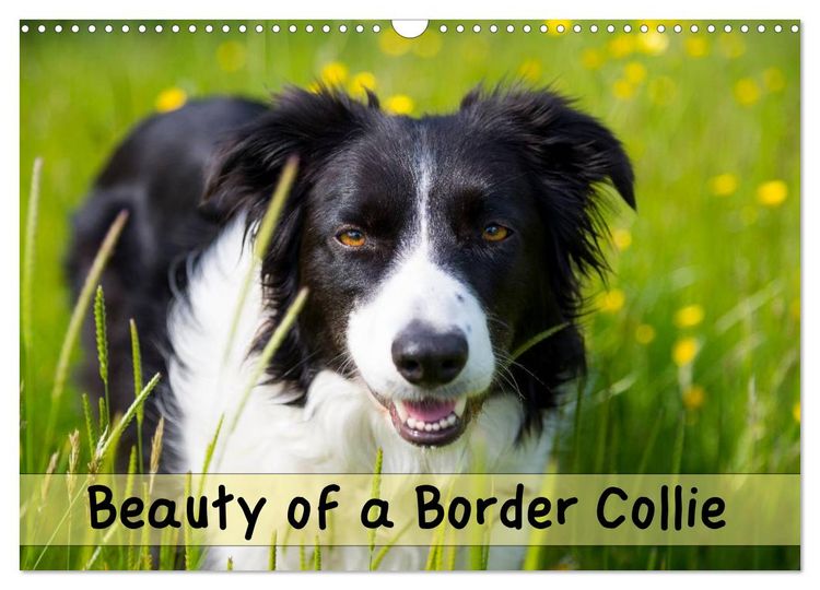 Produktbild: Beauty of a Border Collie (Wall Calendar 2026 DIN A3 landscape), CALVENDO 12 Month Wall Calendar