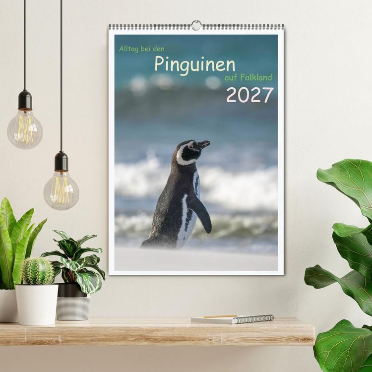 Produktbild: Alltag bei den Pinguinen auf Falkland (Wandkalender 2027 DIN A2 hoch), CALVENDO Monatskalender