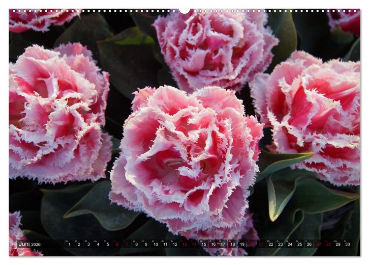 Produktbild: Tulpen - Hollands Stolz (Wandkalender 2026 DIN A2 quer), CALVENDO Monatskalender