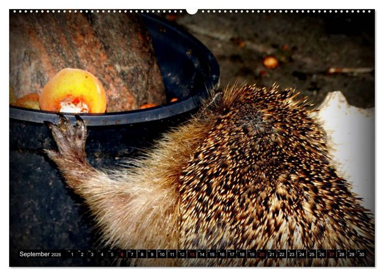 Produktbild: Meine Igel (Wandkalender 2026 DIN A2 quer), CALVENDO Monatskalender