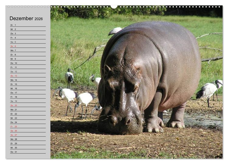 Produktbild: Nash&ouml;rner und Flusspferde (Wandkalender 2026 DIN A2 quer), CALVENDO Monatskalender