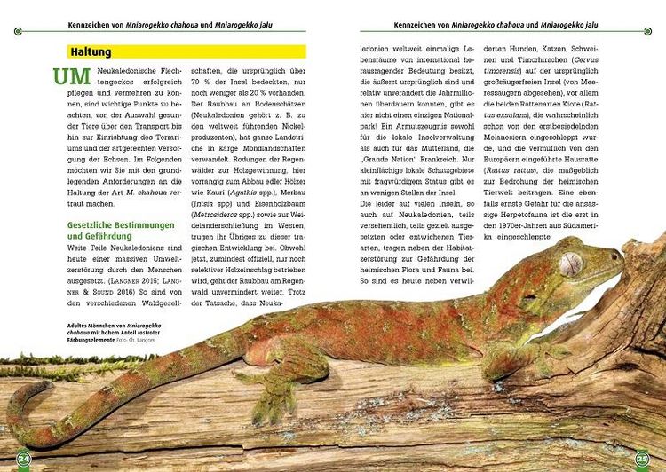 Produktbild: S&uuml;dlicher und N&ouml;rdlicher Flechtengecko