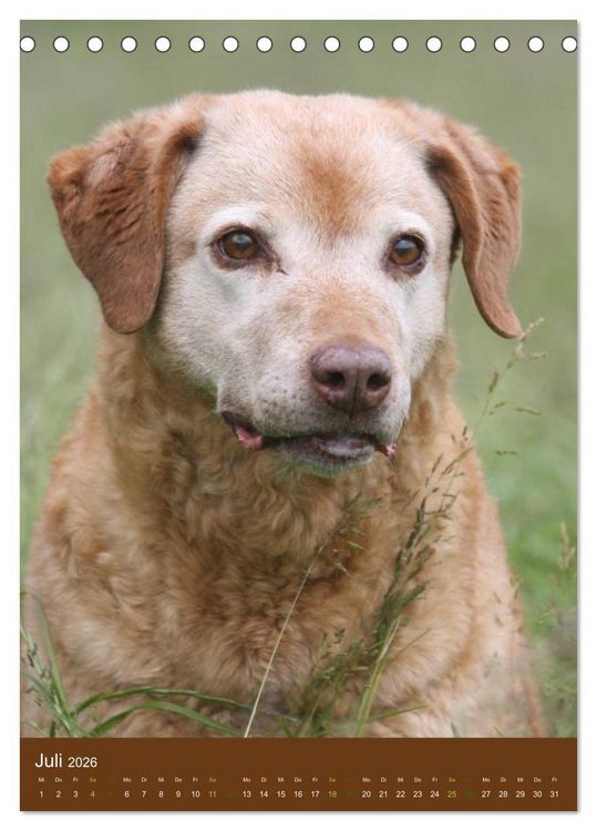 Produktbild: Chesapeake Bay Retriever 2026 (Tischkalender 2026 DIN A5 hoch), CALVENDO Monatskalender