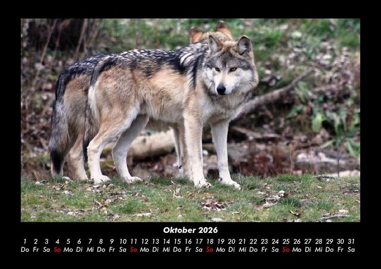 Produktbild: Tiere in der Wildnis 2026 Fotokalender DIN A3