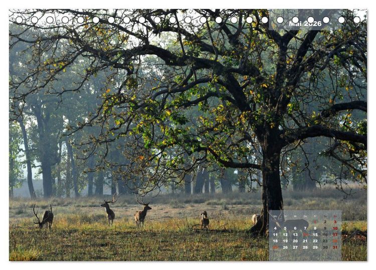 Produktbild: Wilde Tiere Indiens (Tischkalender 2026 DIN A5 quer), CALVENDO Monatskalender
