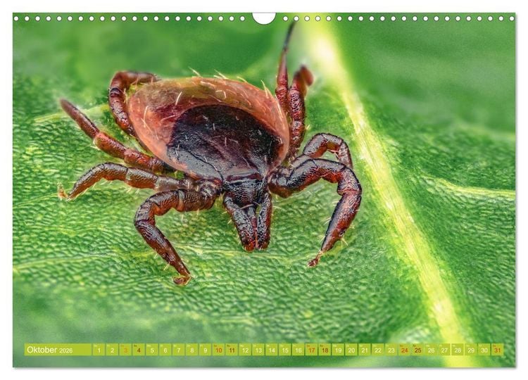 Produktbild: Extreme Makroaufnahmen - Insekten so nah wie nie (Wandkalender 2026 DIN A3 quer), CALVENDO Monatskalender