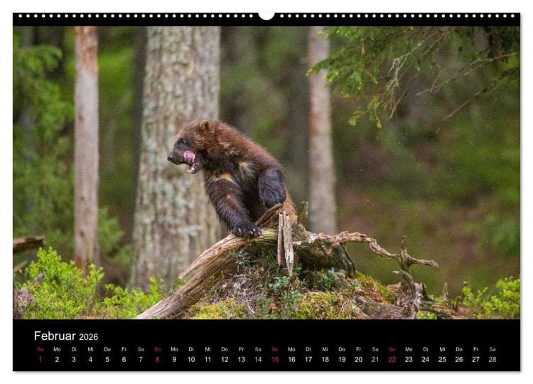 Produktbild: Naturwucht Skandinavien (hochwertiger Premium Wandkalender 2026 DIN A2 quer), Kunstdruck in Hochglanz