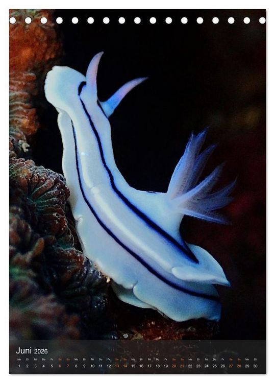 Produktbild: Nudibranches Meeresnacktschnecken aus Nord-Sulawesi (Tischkalender 2026 DIN A5 hoch), CALVENDO Monatskalender