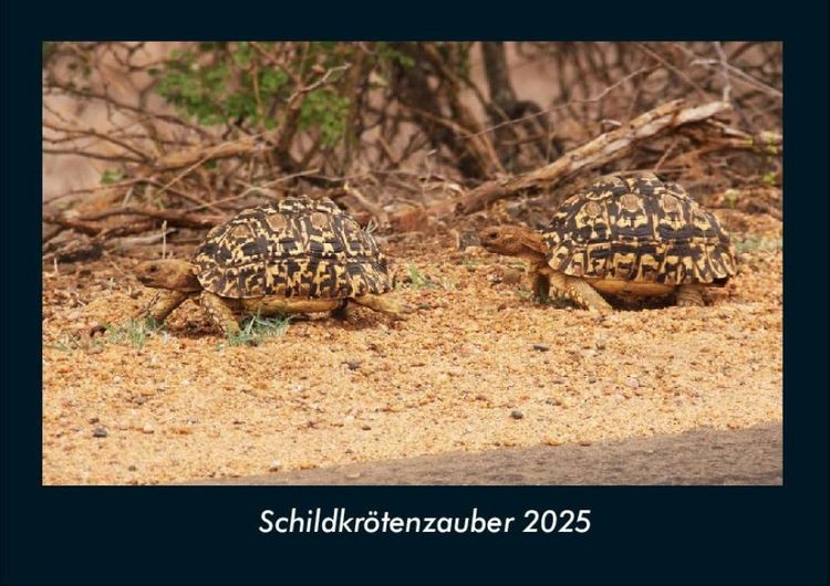 Produktbild: Schildkr&ouml;tenzauber 2025 Fotokalender DIN A4