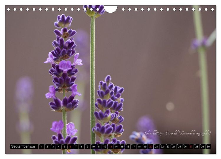 Produktbild: Zierbilder der Natur BLUMEN (Wandkalender 2026 DIN A4 quer), CALVENDO Monatskalender