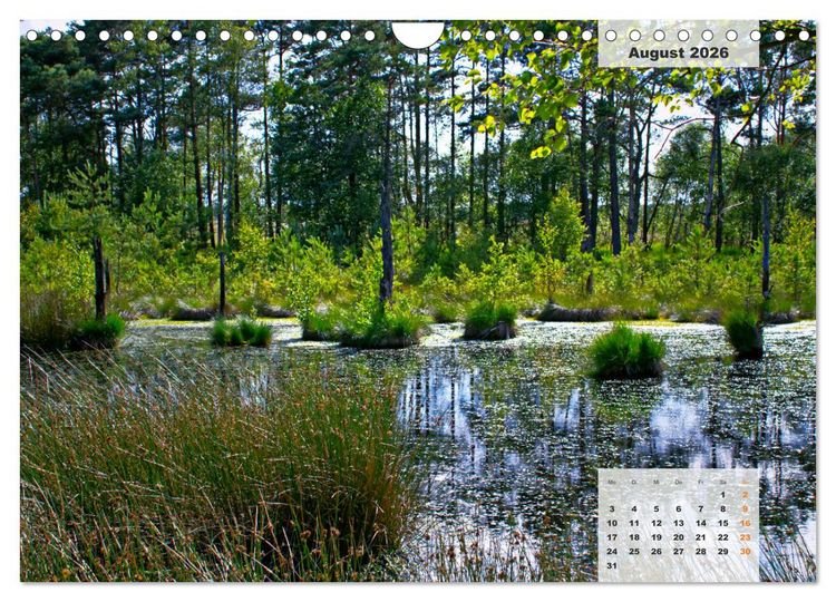 Produktbild: Niedersachsens Moorlandschaften - Das Pietzmoor, Schneverdingen (Wandkalender 2026 DIN A4 quer), CALVENDO Monatskalender