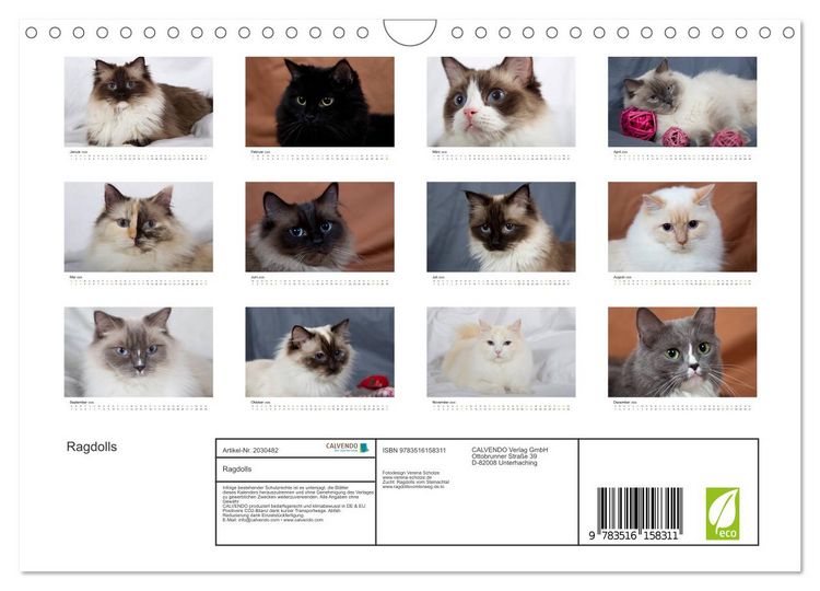 Produktbild: Ragdolls (Wandkalender 2026 DIN A4 quer), CALVENDO Monatskalender