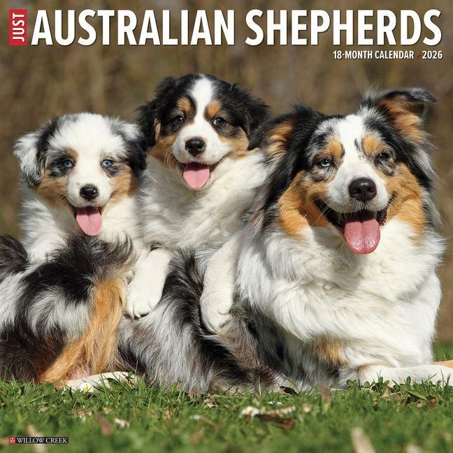 Produktbild: Australian Shepherds 2026 Wall Calendar
