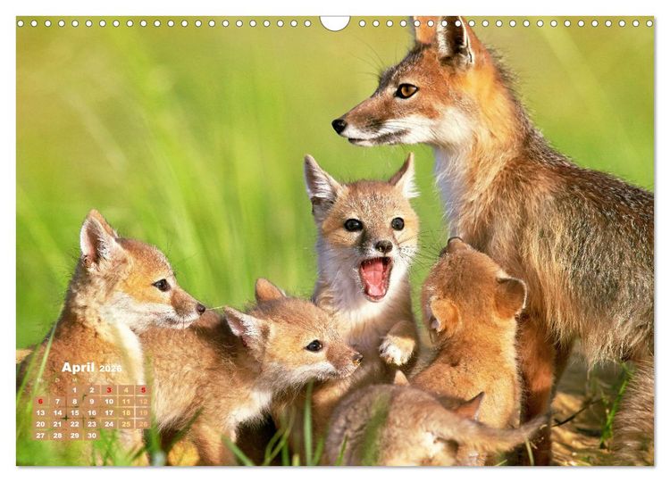Produktbild: Der Fuchs: Kluger J&auml;ger (Wandkalender 2026 DIN A3 quer), CALVENDO Monatskalender